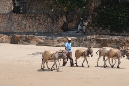 Donkeys on the beach...