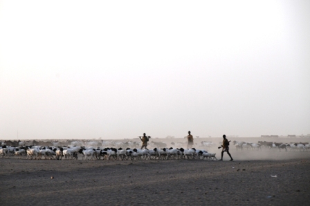 Shepherds and their goats looking for water